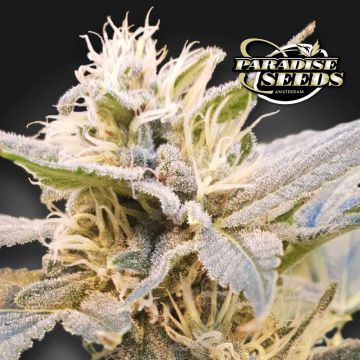 CBDelight (Paradise Seeds)