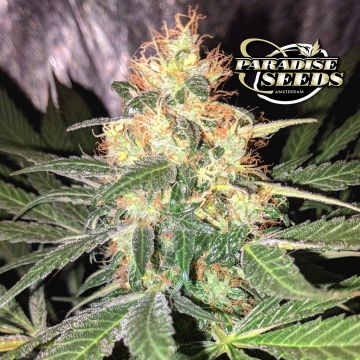 CBDenergy (Paradise Seeds) 3 seeds