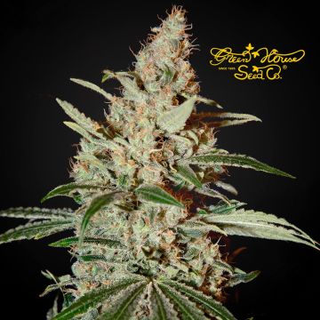 Chemdog (Greenhouse Seeds) 3 seeds