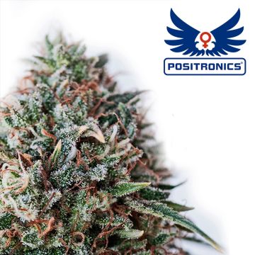 CBD+ Critical #47 (Positronics) 5 seeds