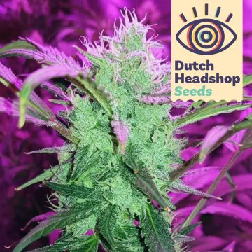 Auto Trainwreck (Private Label)