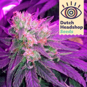 Stress Killer Automatic Semillas de Marihuana - Royal Queen Seeds