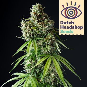 USA Autoflower Mix (Private Label) 5 seeds