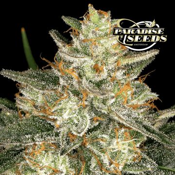 Dutch Kush (Paradise Seeds)