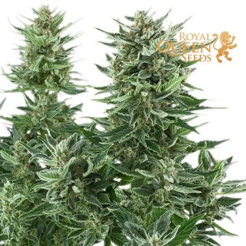 Easy Bud Autoflower (Royal Queen Seeds) 5 seeds