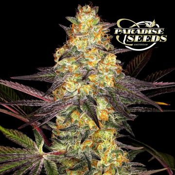 El Dorado OG (Paradise Seeds)