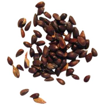 Efedra [Ephedra sinica] 20 Seeds