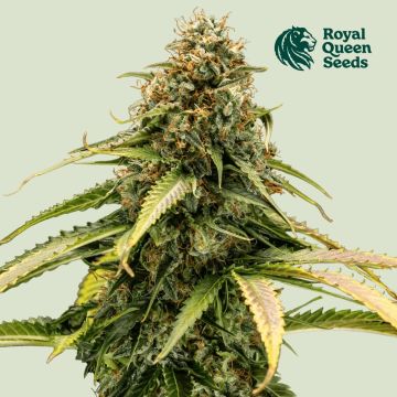 Epsilon F1 Auto (Royal Queen Seeds)