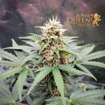 Fast Eddy Automatic CBD (Royal Queen Seeds) 5 seeds