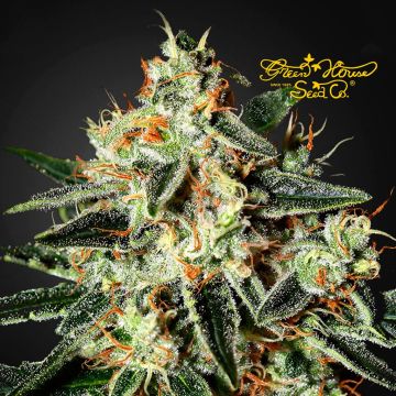 GH Cheese (Greenhouse Seeds) 5 seeds