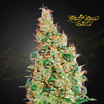 Green-O-Matic Autoflower (Greenhouse Seeds) 5 seeds