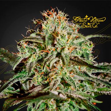 A.M.S. (Greenhouse Seeds) 5 seeds