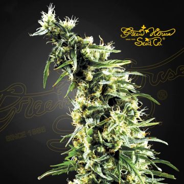 Hawaiian Snow (Greenhouse Seeds) 5 seeds