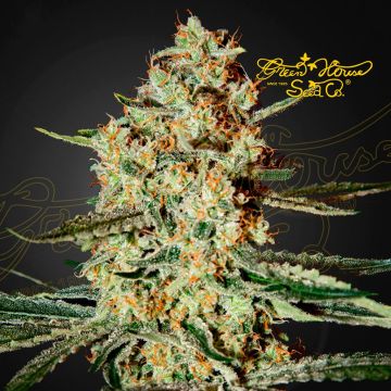 Himalaya Gold (Greenhouse Seeds) 5 seeds