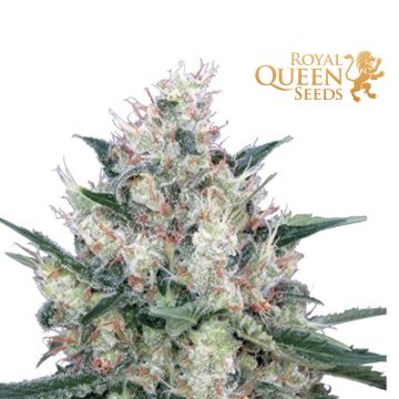 Honey Cream Fast Flowering (Royal Queen Seeds) 3 seeds