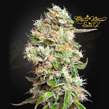 King's Kush Auto CBD (Greenhouse Seeds) 5 seeds