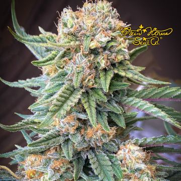 Lemon Skunk (Greenhouse Seeds) 5 seeds