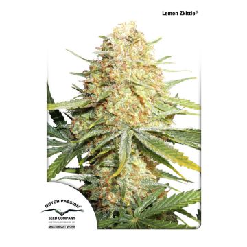 Lemon Zkittle (Dutch Passion) 5 seeds