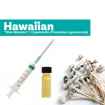 Magic Mushroom Liquid Culture Hawaiian [Panaeolus cyanescens]