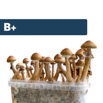 Magic Mushroom Growkit B+ (Ready-to-Grow)