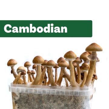 Magic Mushroom Growkit Cambodian  (Ready-to-Grow)