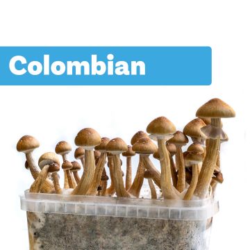 Magic Mushroom Growkit Colombian (Ready-to-Grow)