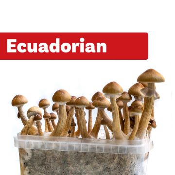 Magic Mushroom Growkit Ecuadorian (Ready-to-Grow)