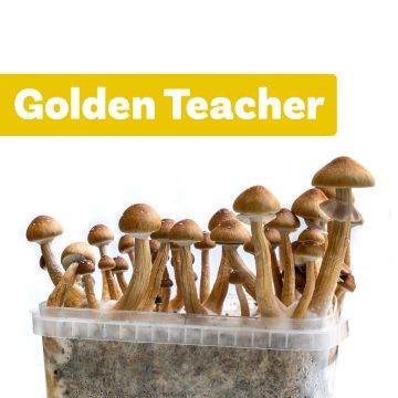 Magic Mushroom Growkit Golden Teacher (Ready-to-Grow Growkit)