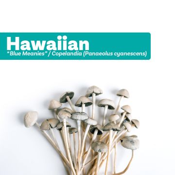 Magic Mushroom Growkit Hawaiian (Blue Meanies Grow Kit) 1200 cc