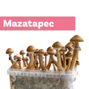 Magic Mushroom Growkit Mazatapec (Ready-to-Grow)