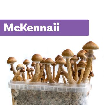 Magic Mushroom Growkit McKennaii (Ready-to-Grow)