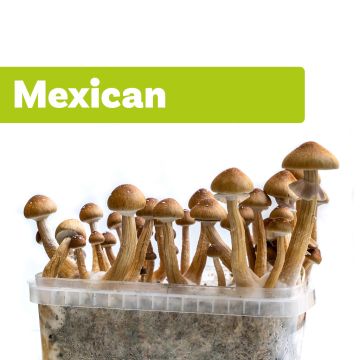 Magic Mushroom Growkit Mexicana (Ready-to-Grow)