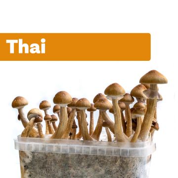 Magic Mushroom Growkit Thai (Ready-to-Grow)