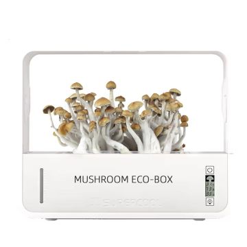 Magic Mushroom Grow Box (Crownow)