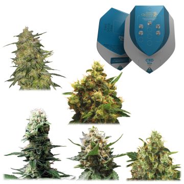 Medicinal Mix CBD (Royal Queen Seeds) 5 seeds