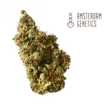 Milkshake Kush Autoflower (Amsterdam Genetics) 3 seeds