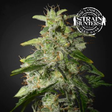 Money Maker (Strain Hunters) 3 seeds