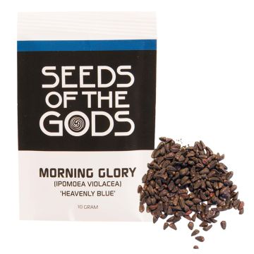 Morning Glory seeds [Ipomoea Violacea] (Seeds of the Gods) 10 grams