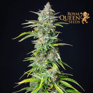 Northern Light Automatic (Royal Queen Seeds) 5 seeds