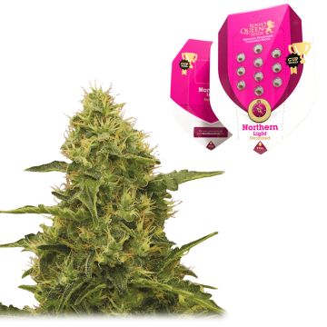 Northern Light (Royal Queen Seeds) 5 seeds