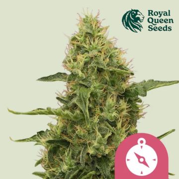 Northern Light (Royal Queen Seeds) 5 seeds