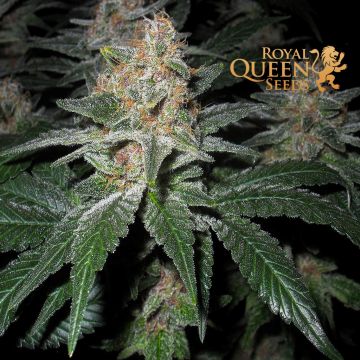 O.G. Kush (Royal Queen Seeds) 5 seeds