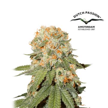 Orange Bud (Dutch Passion) 5 seeds