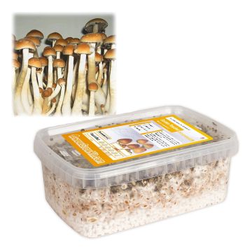 Magic Mushroom Growkit Golden Teacher (Ready-to-Grow Growkit)