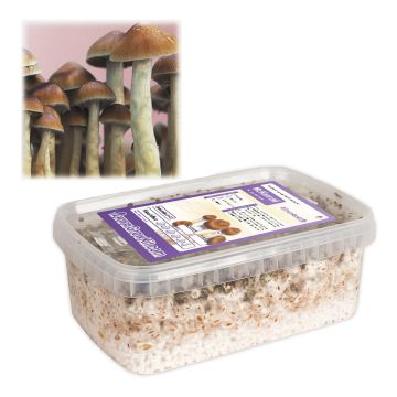 Magic Mushroom Growkit McKennaii (Ready-to-Grow)