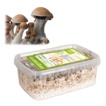 Magic Mushroom Growkit Mexicana (Ready-to-Grow)