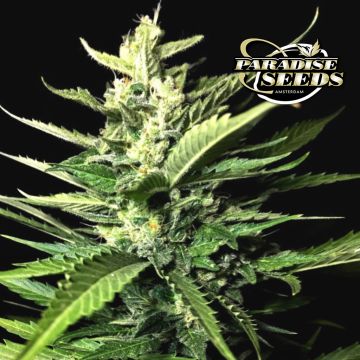 Auto Kong 4 (Paradise Seeds) 3 seeds