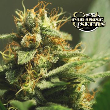 L.A. Amnesia (Paradise Seeds) 3 seeds