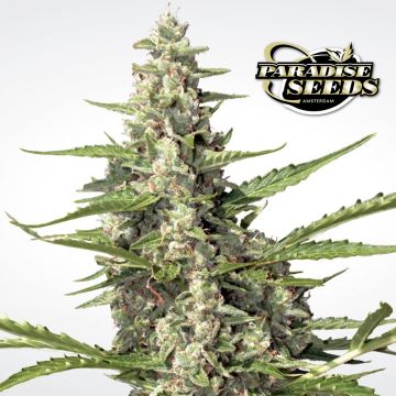 Pandora Autoflower (Paradise Seeds) 3 seeds