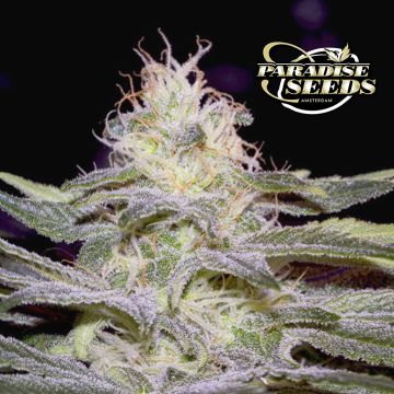 Sensi Star (Paradise Seeds) 3 seeds